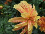 Dahlia à fleur d'orchidée 'Giraffe'