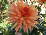Dahlia Semi-cactus d'Aldebaran