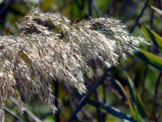 Arundo donax - Inflorescence