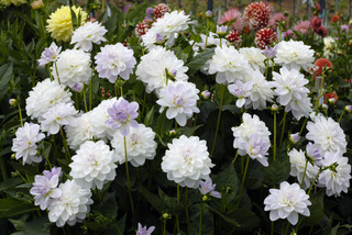 Dahlias blancs