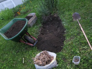 Plantation de tubercules de dahlias