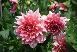 Dahlias
