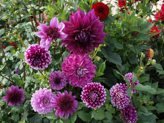 Dahlias roses et violets
