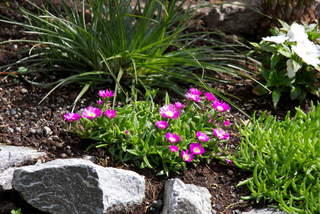 Delosperma sutherlandii