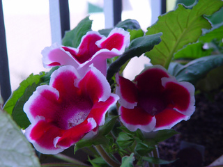 Gloxinia (Sinningia speciosa)