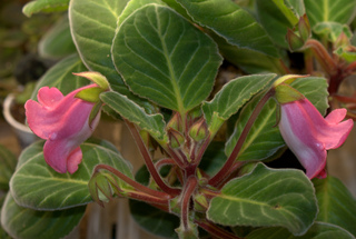 Gloxinia (Sinningia speciosa 'Claire Roberts')