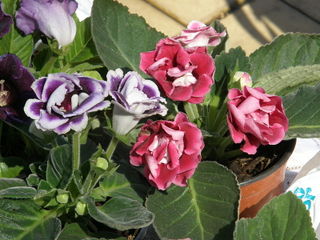 Gloxinia (Sinningia speciosa) : variétés