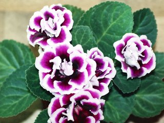 Gloxinia speciosa à fleurs doubles