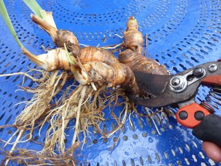 Division d'un rhizome d'iris