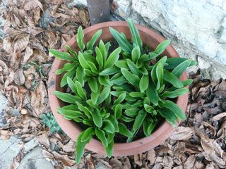 Touffe de lys de la Madone (feuillage) dans un pot