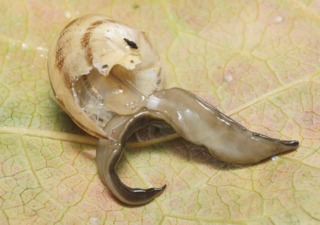 Plathelminthe de Nouvelle-Guinée consommant un escargot
