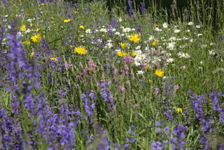 Prairie fleurie
