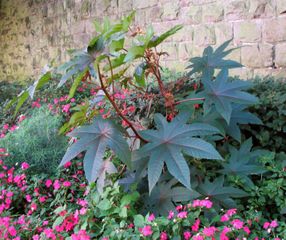 Ricin - Bordure au pied d'un mur