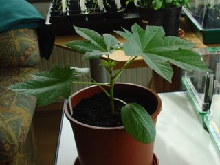 Ricinus communis 'Carmencita' - Germination en pot
