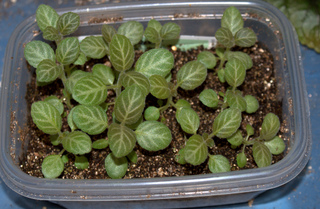 Semis de Sinningia speciosa (Gloxinia)