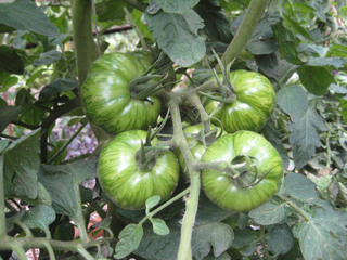 Tomate 'Green Zebra'