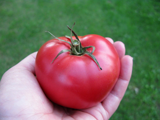 Tomate 'Rose de Berne'
