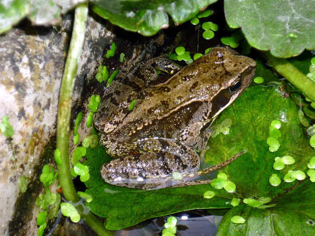 bassin de jardin grenouille