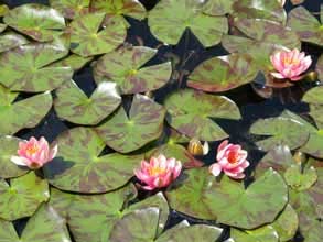 nymphaea aurora D.R. passionbassin.com