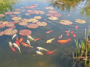 poissons rouges D.R. passionbassin.com