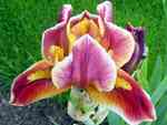 Iris