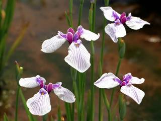 Iris ensata