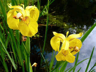 Iris pseudacorus, l'iris de nos marais