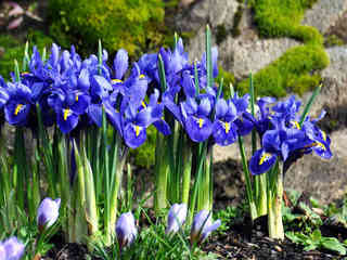 Iris reticulata