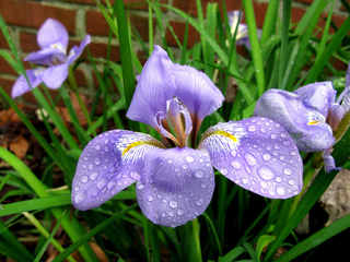 Iris unguicularis