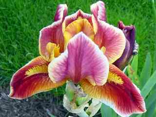 Iris 'Red at Night'