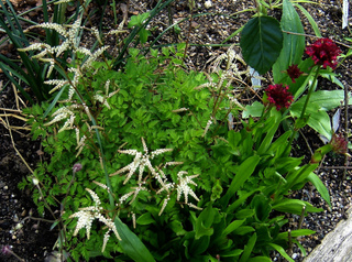 Aruncus aethusifolius