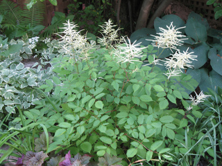 Aruncus dioicus - Massif à l'ombre