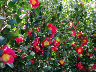 Camellia sasanqua, le camellia d'automne parfumé