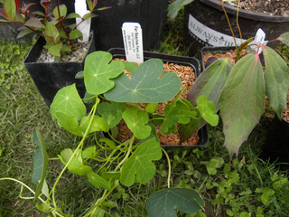 Jeune plant de capucine tubéreuse