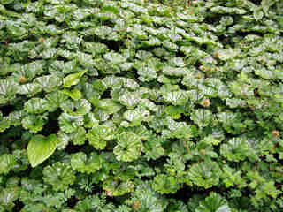 Gunnera magellanica