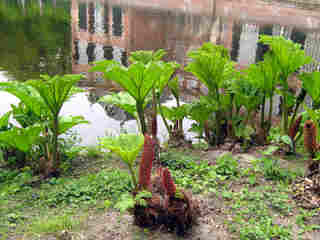 Gunnera manicata, la rhubarbe géante du Brésil