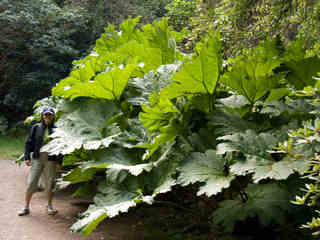 Gunnera manicata : un feuillage spectaculaire