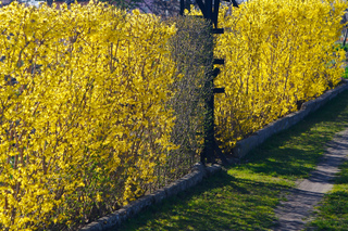 Haie de forsythia en fleurs
