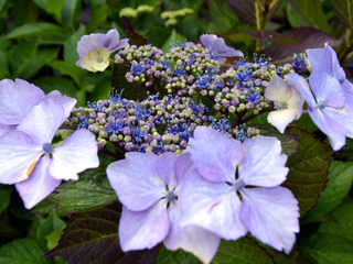 Les différentes formes d'hydrangea Hydrangea macrophylla 'Blaumeise'
