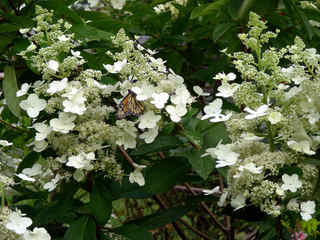 Hydrangea paniculata