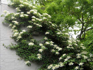 Hydrangea petiolaris