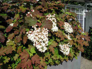 Hydrangea quercifolia