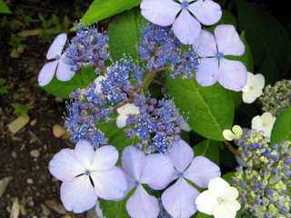 Hydrangea serrata 'Blue Bird'