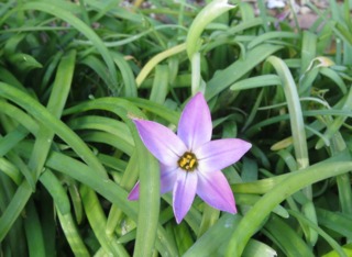 Ipheion uniflorum 'Charlotte Bishop'