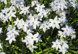Ipheion uniflorum