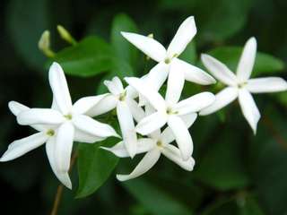 Le jasmin, un parfum enivrant