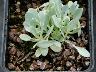 Mertensia maritima - Jeune plant en godet