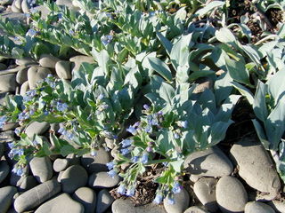 Mertensia maritima - Plante huître