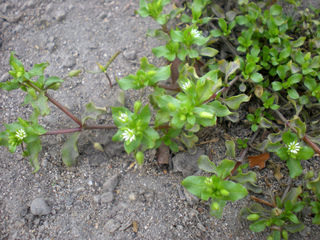 Mouron blanc (Stellaria media)