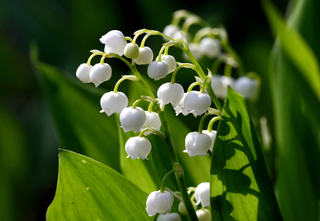 Le muguet, fleur parfumée du printemps